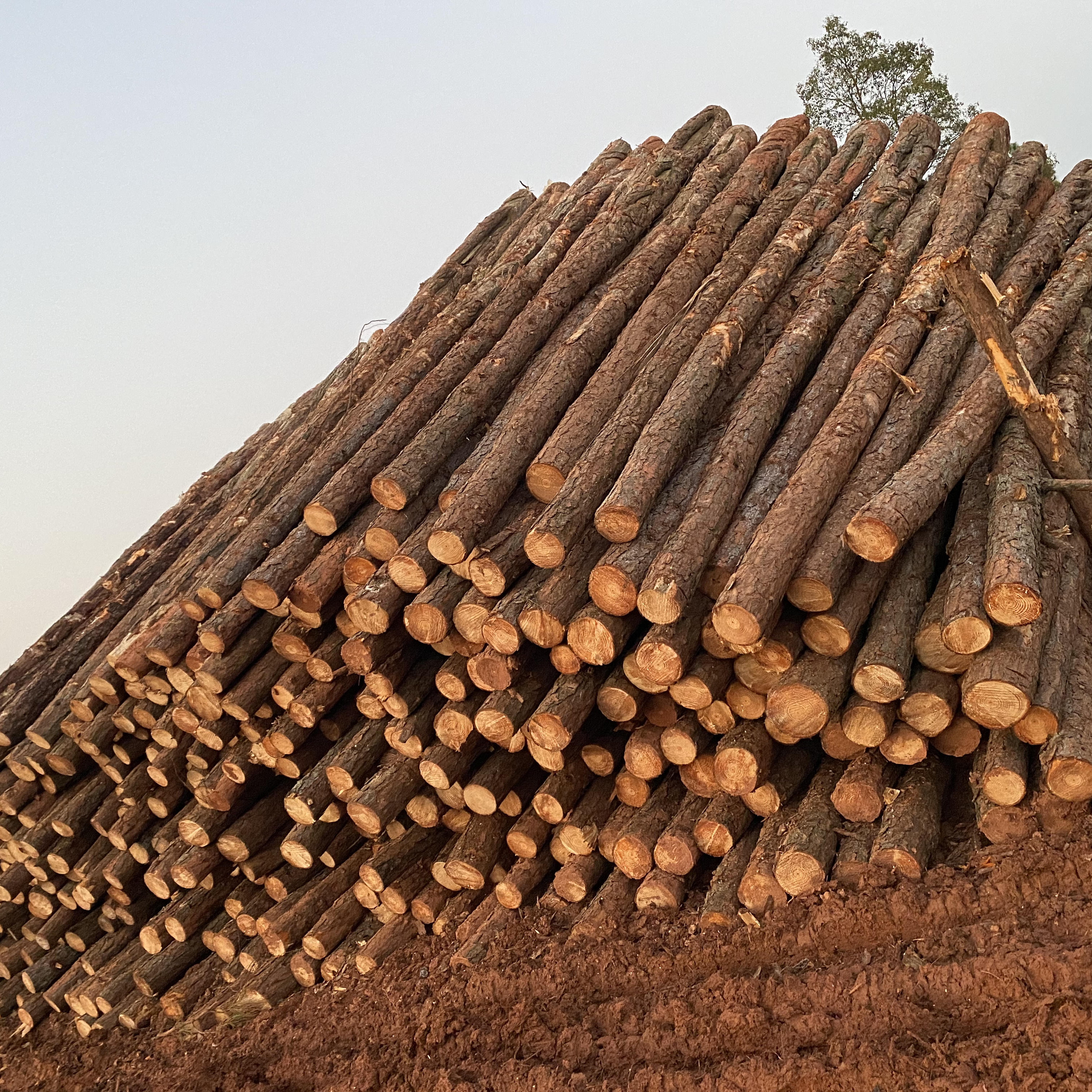 松木樁廠家泓樺錦嘉-松木樁施工后出現(xiàn)松動怎么加固？